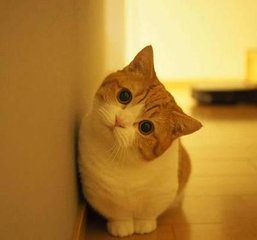 BTC钱包苹果版